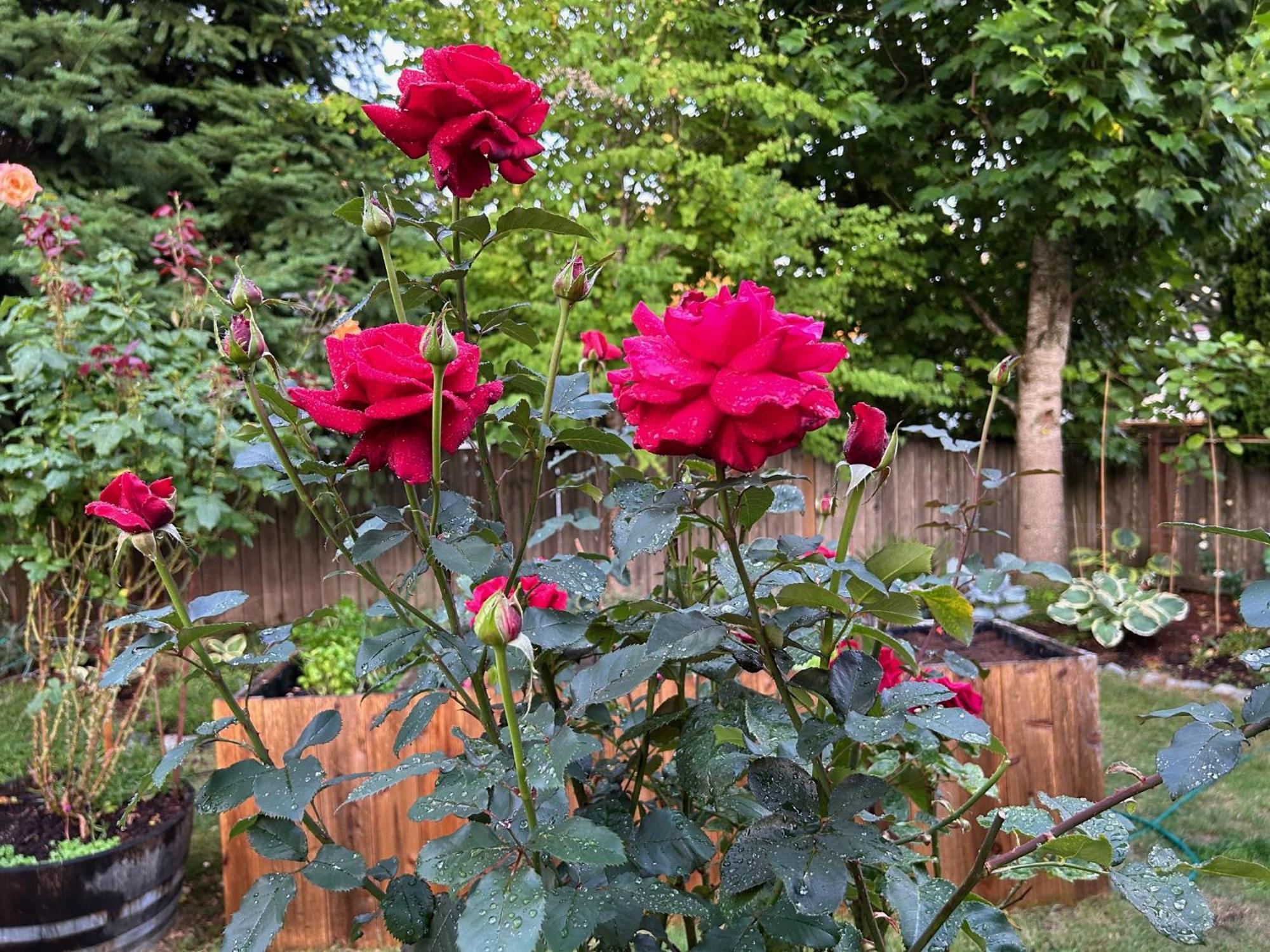 North Nanaimo Gem - Garden-View Room With Private Ensuite Luaran gambar